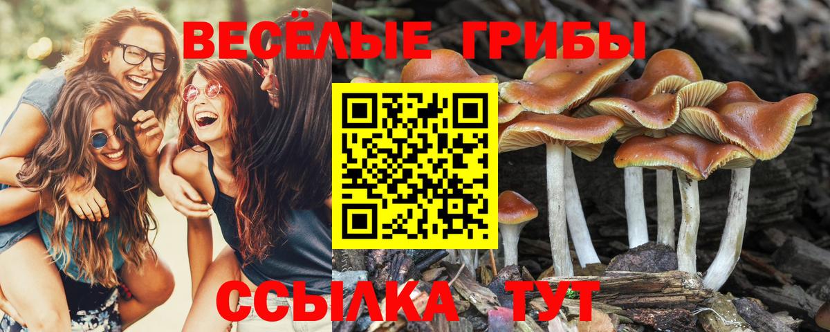 Галлюциногенные грибы Psilocybe  купить закладку  Белебей  Вход с VPN 